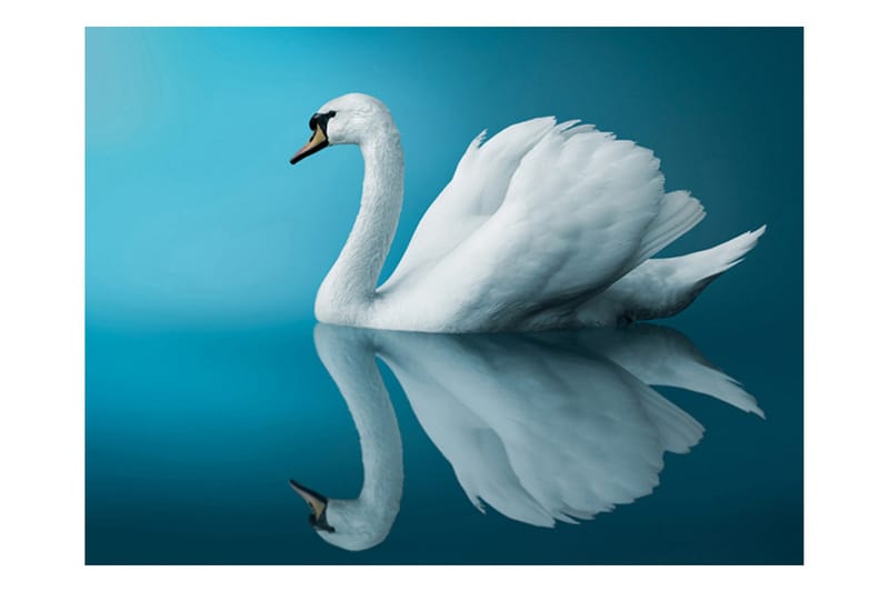 Fototapet Swan Reflection 250x193 - Artgeist sp. z o. o. - Innredning - Veggdekorasjon - Tapeter - Fototapeter