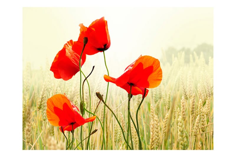 Fototapet The Fine With Wild Poppies 250x193, Artgeist sp. z o. o.