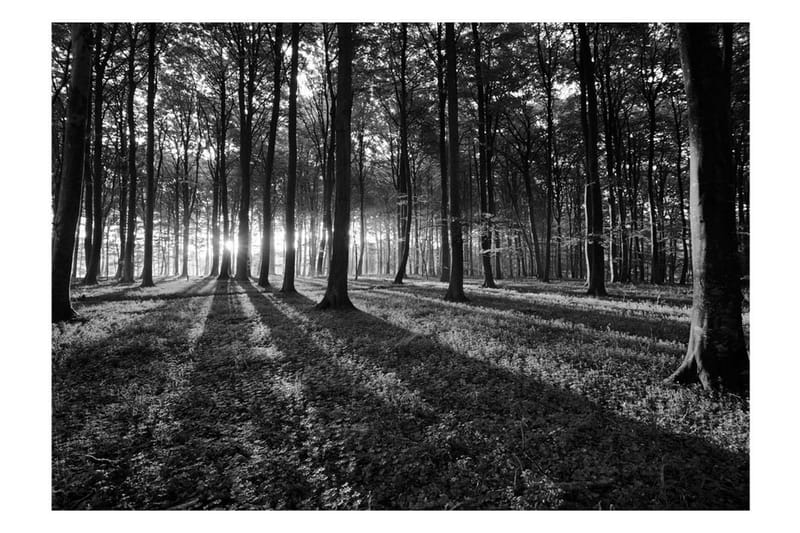 Fototapet The Light In The Forest 400x280 - Artgeist sp. z o. o. - Innredning - Veggdekorasjon - Tapeter - Fototapeter