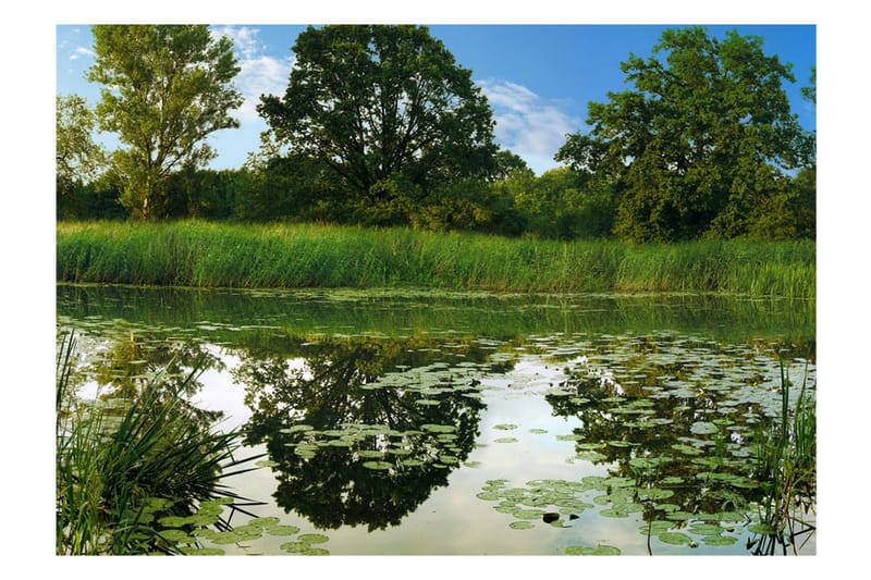 Fototapet The Magic Pond 150x105 - Artgeist sp. z o. o. - Innredning - Veggdekorasjon - Tapeter - Fototapeter