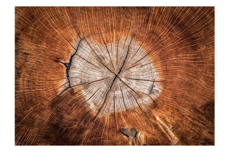 Fototapet The Soul Of A Tree 400x280 - Artgeist sp. z o. o. - Innredning - Veggdekorasjon - Tapeter - Fototapeter
