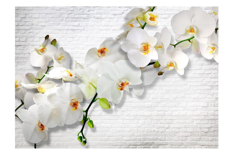 Fototapet The Urban Orchid 250x175 - Artgeist sp. z o. o. - Innredning - Veggdekorasjon - Tapeter - Fototapeter