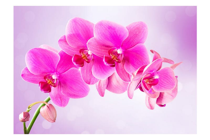 Fototapet Thoughtfulness 200x140 - Artgeist sp. z o. o. - Innredning - Veggdekorasjon - Tapeter - Fototapeter