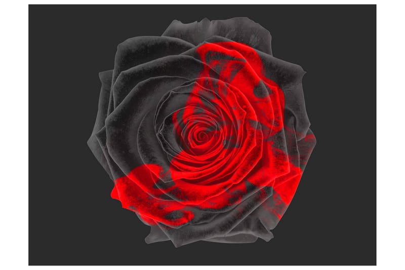 Fototapet Transformation 250x193, Artgeist sp. z o. o.