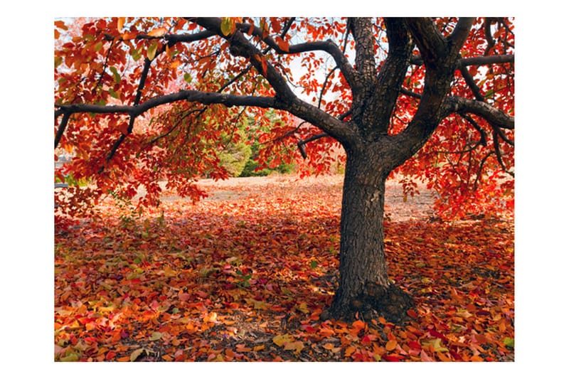 Fototapet Tree Autumn 200x154 - Artgeist sp. z o. o. - Innredning - Veggdekorasjon - Tapeter - Fototapeter