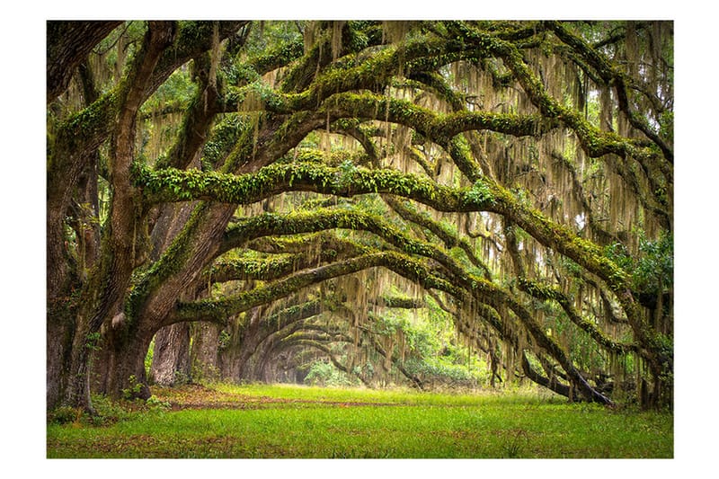 Fototapet Tree Embrace 100x70, Artgeist sp. z o. o.