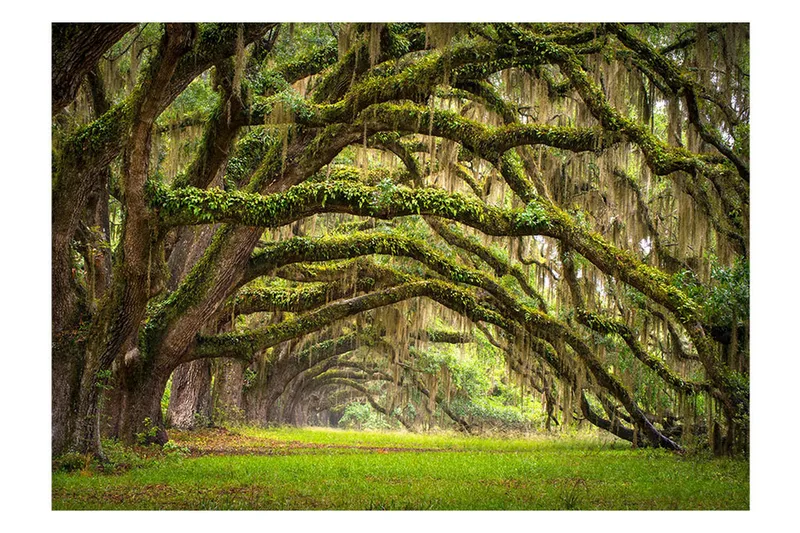 Fototapet Tree Embrace 200x140, Artgeist sp. z o. o.