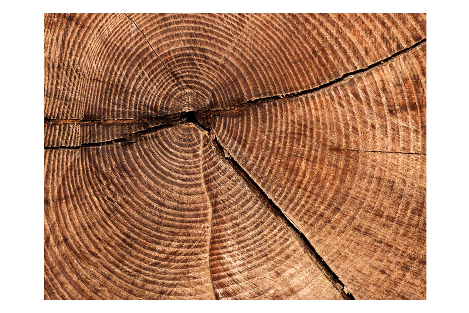 Fototapet Trestamme Tverrsnitt 300x231 - Artgeist sp. z o. o. - Innredning - Veggdekorasjon - Tapeter - Fototapeter