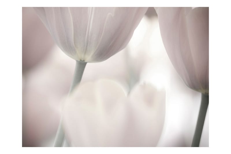 Fototapet Tulips Fine Art Black And White 200x154 - Artgeist sp. z o. o. - Fototapeter