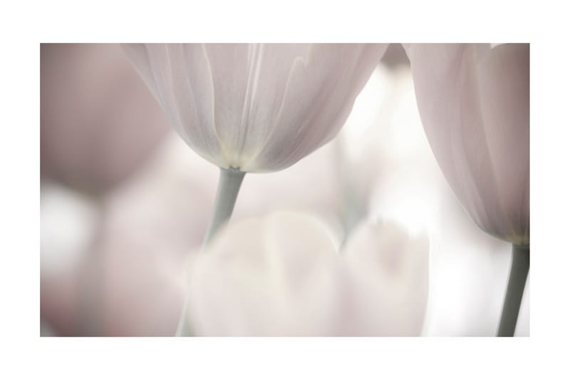 Fototapet Tulips Fine Art Black And White 450x270 - Artgeist sp. z o. o. - Innredning - Veggdekorasjon - Tapeter - Fototapeter