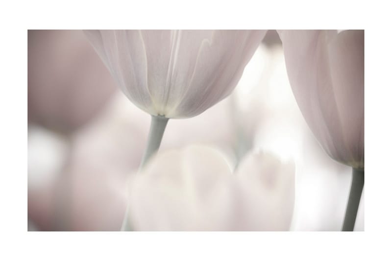 Fototapet Tulips Fine Art Black And White 450x270 - Artgeist sp. z o. o. - Innredning - Veggdekorasjon - Tapeter - Fototapeter