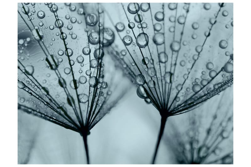 Fototapet Turkis Dandelion 200x154, Artgeist sp. z o. o.