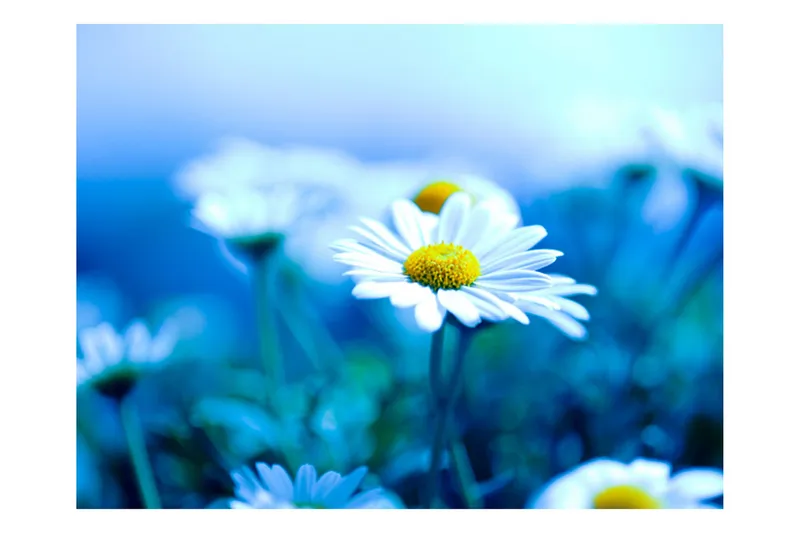 Fototapet Tusenfryd på En Blå Eng 400x309 - Artgeist sp. z o. o. - Innredning - Veggdekorasjon - Tapeter - Fototapeter
