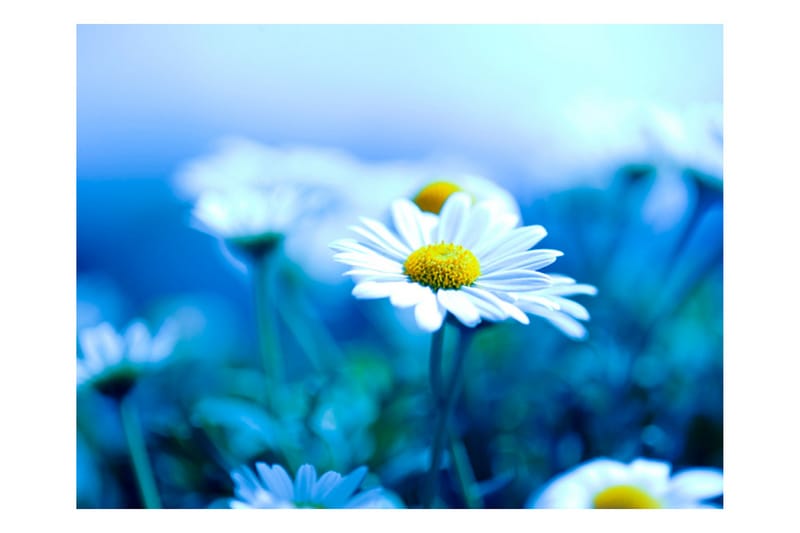 Fototapet Tusenfryd på En Blå Eng 300x231 - Artgeist sp. z o. o. - Innredning - Veggdekorasjon - Tapeter - Fototapeter