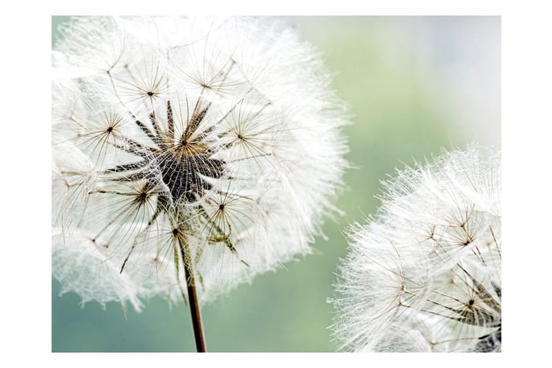 Fototapet Two Dandelions 200x154 - Artgeist sp. z o. o. - Innredning - Veggdekorasjon - Tapeter - Fototapeter