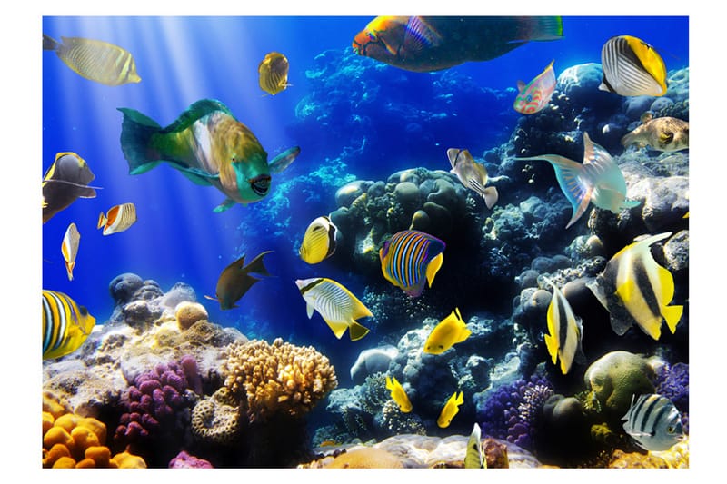 Fototapet Underwater Adventure 150x105 - Artgeist sp. z o. o. - Innredning - Veggdekorasjon - Tapeter - Fototapeter