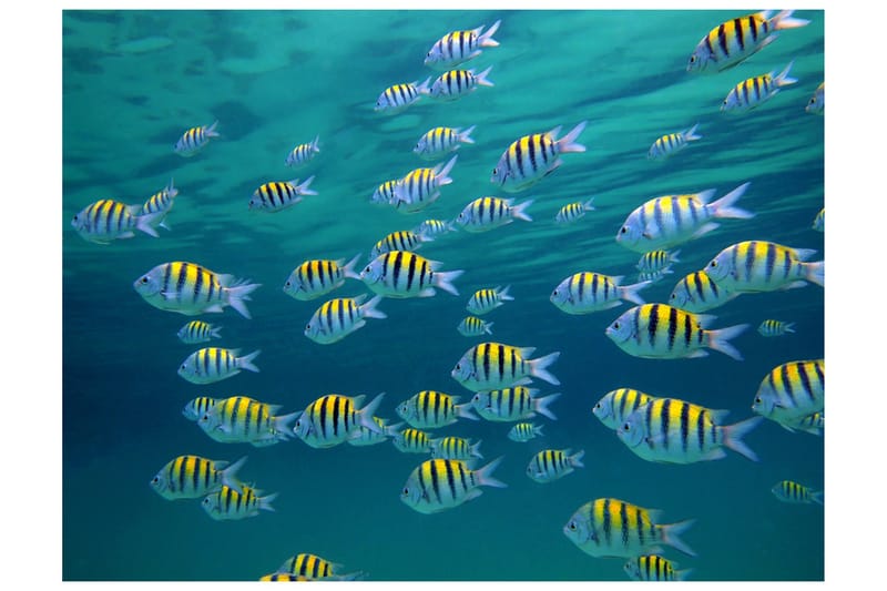 Fototapet Underwater landscape Caribbean 250x193, Artgeist sp. z o. o.