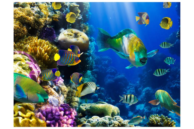 Fototapet Underwater Paradis 250x193, Artgeist sp. z o. o.