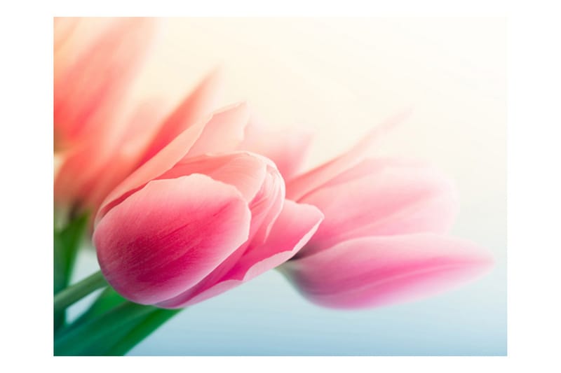 Fototapet Vår Og Tulipaner 350x270 - Artgeist sp. z o. o. - Innredning - Veggdekorasjon - Tapeter - Fototapeter