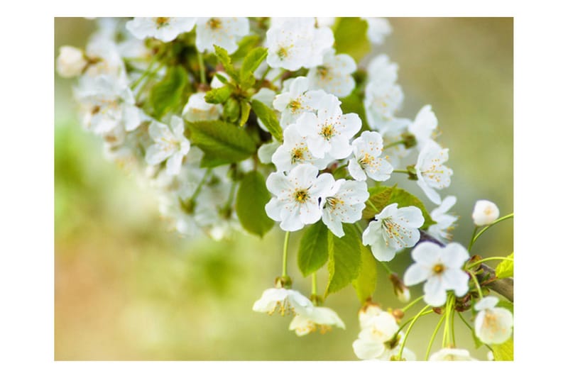 Fototapet Vakre Skjøre Kirsebærblomster 300x231 - Artgeist sp. z o. o. - Innredning - Veggdekorasjon - Tapeter - Fototapeter