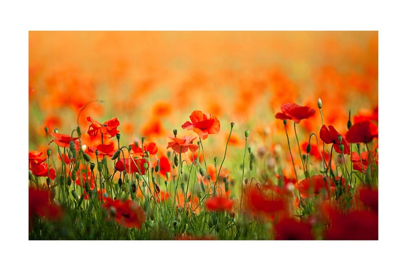 Fototapet Vallmue Skinnende Sommerdag 450x270, Artgeist sp. z o. o.