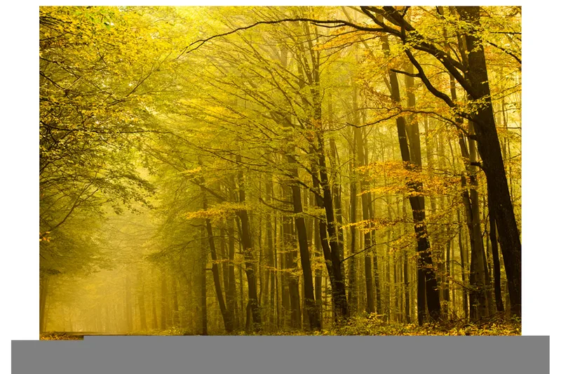 Fototapet Vei Høst Skogen 400x309, Artgeist sp. z o. o.