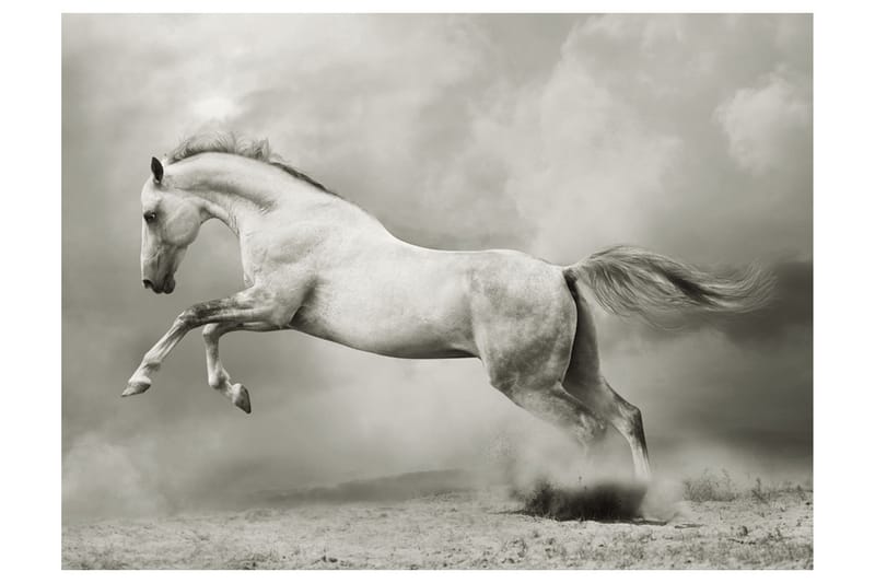 Fototapet Vill Hingst 200x154 - Artgeist sp. z o. o. - Innredning - Veggdekorasjon - Tapeter - Fototapeter