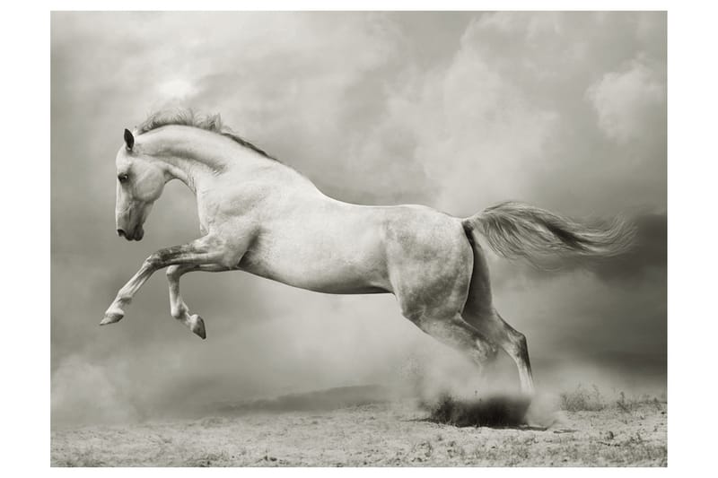 Fototapet Vill Hingst 350x270, Artgeist sp. z o. o.
