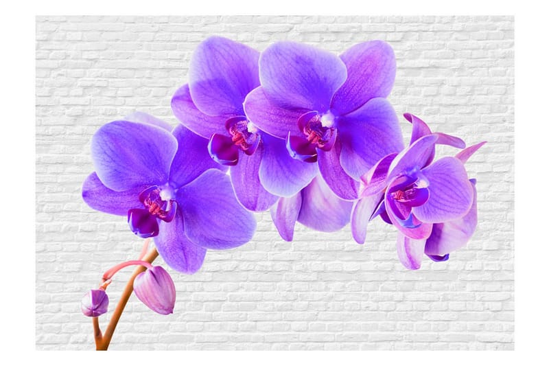 Fototapet Violet Excitation 400x280 - Artgeist sp. z o. o. - Innredning - Veggdekorasjon - Tapeter - Fototapeter