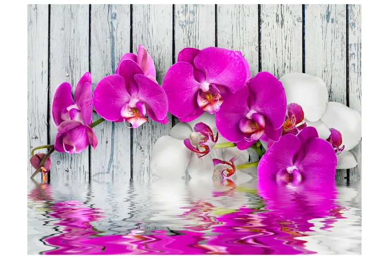 Fototapet Violet Orchids With Water Reflection 200x154, Artgeist sp. z o. o.
