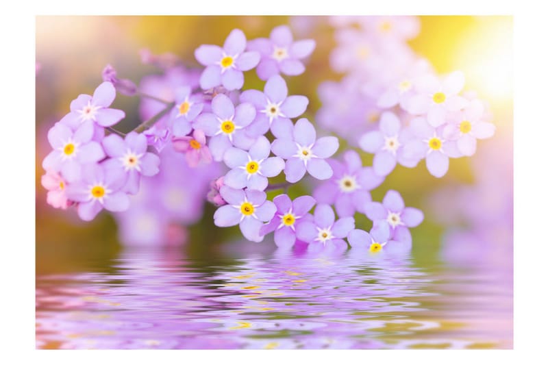 Fototapet Violet Petals In Bloom 250x175 - Artgeist sp. z o. o. - Innredning - Veggdekorasjon - Tapeter - Fototapeter