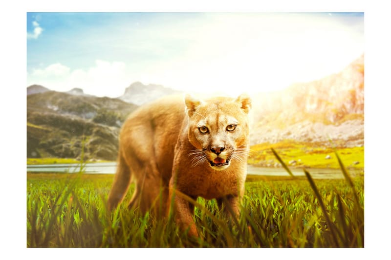 Fototapet Watch Out! 350x245 - Artgeist sp. z o. o. - Innredning - Veggdekorasjon - Tapeter - Fototapeter