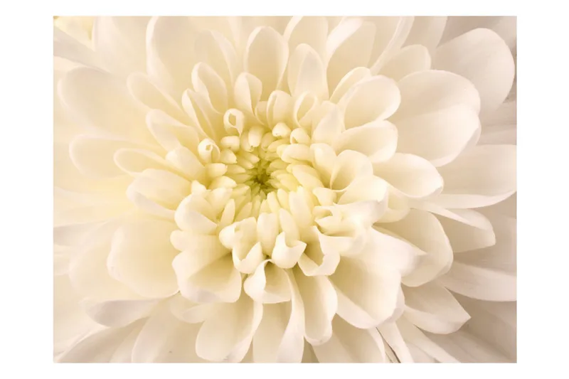 Fototapet White Dahlia 350x270 - Artgeist sp. z o. o. - Innredning - Veggdekorasjon - Tapeter - Fototapeter