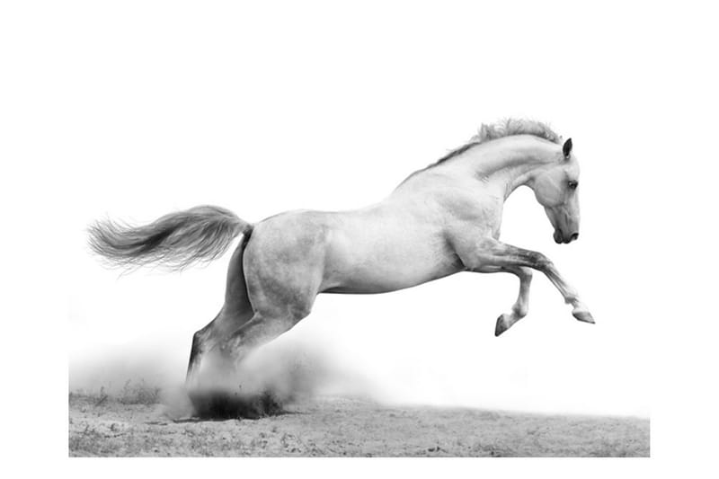 Fototapet White Gallop 300x231 - Artgeist sp. z o. o. - Innredning - Veggdekorasjon - Tapeter - Fototapeter
