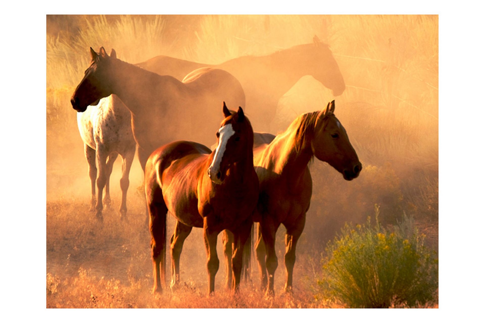 Fototapet Wild Horses Stäppen 200x154 - Artgeist sp. z o. o. - Innredning - Veggdekorasjon - Tapeter - Fototapeter