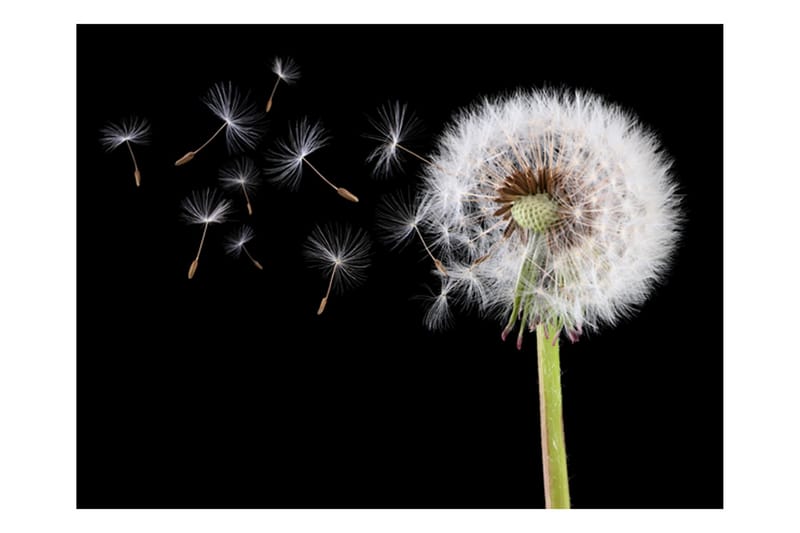 Fototapet Wind And Dandelion 250x193 - Artgeist sp. z o. o. - Innredning - Veggdekorasjon - Tapeter - Fototapeter