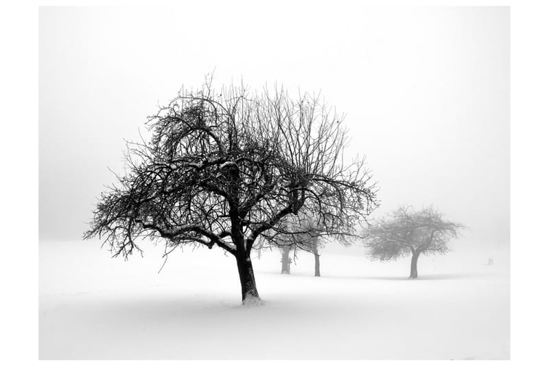 Fototapet Winter Trees 200x154 - Artgeist sp. z o. o. - Innredning - Veggdekorasjon - Tapeter - Fototapeter