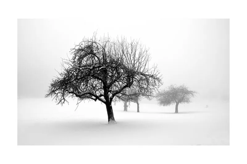 Fototapet Winter Trees 450x270 - Artgeist sp. z o. o. - Innredning - Veggdekorasjon - Tapeter - Fototapeter