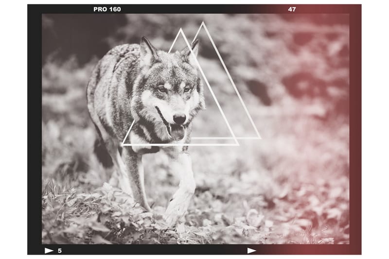 Fototapet Wolf Photo 300x231 - Artgeist sp. z o. o. - Innredning - Veggdekorasjon - Tapeter - Fototapeter
