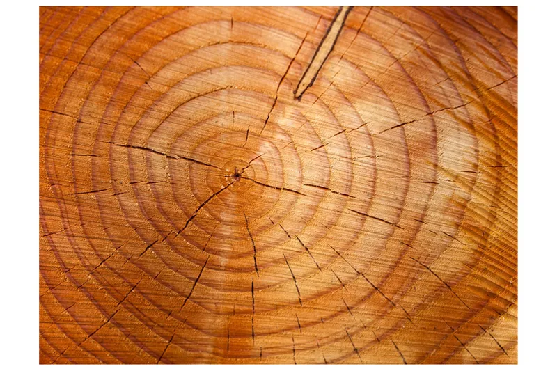 Fototapet Year rings On A Tree Trunk 200x154, Artgeist sp. z o. o.