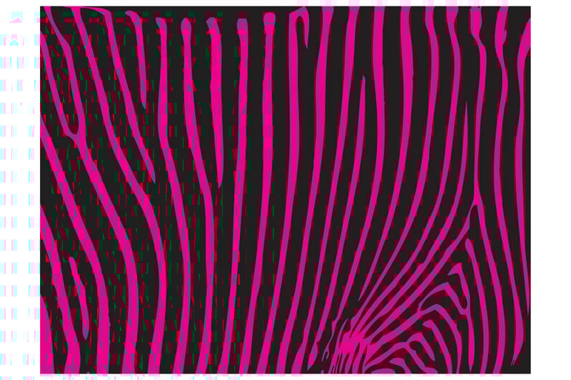 Fototapet Zebra Mønster Fiolett 300x231 - Artgeist sp. z o. o. - Innredning - Veggdekorasjon - Tapeter - Fototapeter