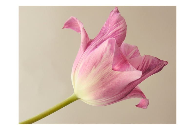 Fototapet Pink Tulip 400x309 - Artgeist sp. z o. o. - Innredning - Veggdekorasjon - Tapeter - Fototapeter