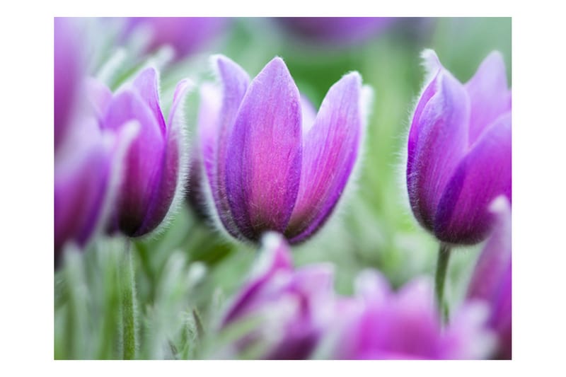 Fototapet Purple Spring Tulips 200x154 - Artgeist sp. z o. o. - Innredning - Veggdekorasjon - Tapeter - Fototapeter