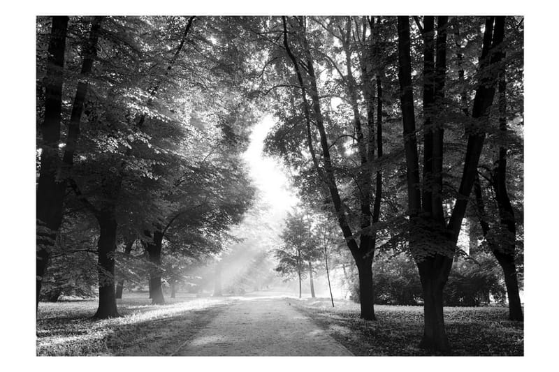 Fototapet Path Of Memories 300x210 - Artgeist sp. z o. o. - Innredning - Veggdekorasjon - Tapeter - Fototapeter