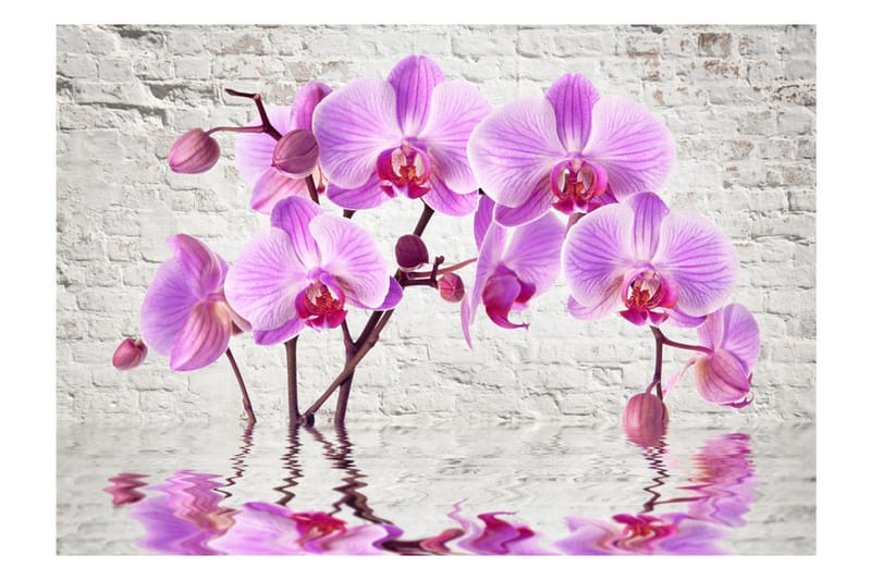 Fototapet Purple Delight 300x210 - Artgeist sp. z o. o. - Innredning - Veggdekorasjon - Tapeter - Fototapeter
