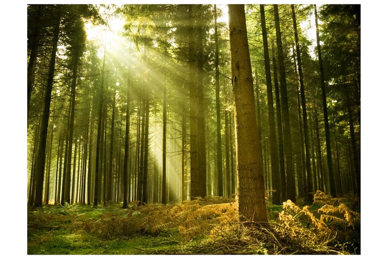 Fototapet Pine Forest 250x193 - Artgeist sp. z o. o. - Innredning - Veggdekorasjon - Tapeter - Fototapeter