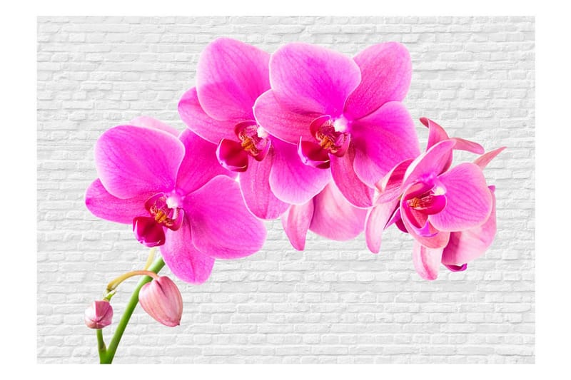 Fototapet Pink Excitation 400x280 - Artgeist sp. z o. o. - Innredning - Veggdekorasjon - Tapeter - Fototapeter