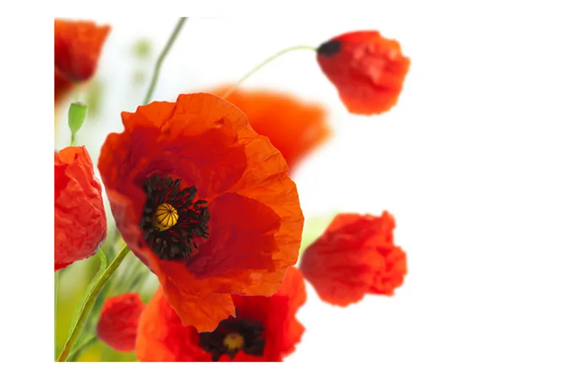 Fototapet Poppies On The Wihite Background 200x154 - Artgeist sp. z o. o. - Innredning - Veggdekorasjon - Tapeter - Fototapeter