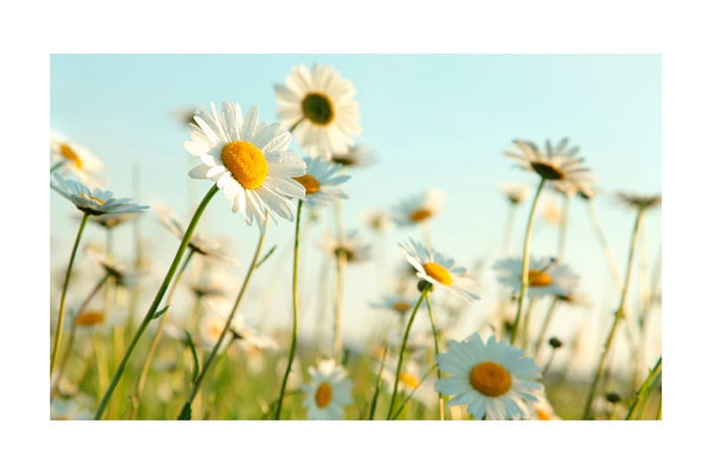 Fototapet Prestekrager Vår Eng 450x270 - Artgeist sp. z o. o. - Innredning - Veggdekorasjon - Tapeter - Fototapeter