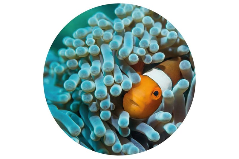 WallArt Tapetsirkel Nemo the Anemonefish 142,5 cm - Flerfarget - Fototapeter